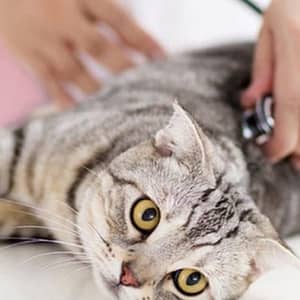Veterinary Examination At Pet Connection Veterinary Clinic Dubai Shafqa.com Online Shopping, Best Prices in Dubai UAE