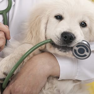 Veterinary Services For A Dog Or Cat At Zoo Veterinary Clinic Abu Dhabi Shafqa.com Online Shopping, Best Prices in Dubai UAE