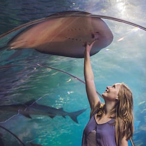 Dubai Aquarium & Underwater Zoo – Ray Encounter – Experiences Shafqa.com Online Shopping, Best Prices in Dubai UAE
