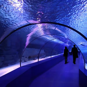 SEA LIFE London Aquarium – Same day Ticket – Top-Rated Attractions Shafqa.com Online Shopping, Best Prices in Dubai UAE