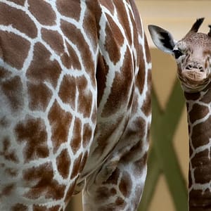 ARTIS Amsterdam Royal Zoo: Entry Ticket – Recently Added Experiences Shafqa.com Online Shopping, Best Prices in Dubai UAE