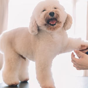 Cat Or Dog Small | Medium | Large Basic/ Full Grooming Or Washing Only Dubai Shafqa.com Online Shopping, Best Prices in Dubai UAE
