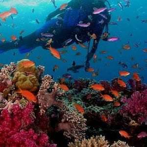 Dive, Snorkeling Or Boat Trip In Fujairah Dubai Shafqa.com Online Shopping, Best Prices in Dubai UAE