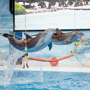Dolphin & Seal Show – Dubai Dolphinarium + The Green Planet Dubai – Combo – Must-see attractions Shafqa.com Online Shopping, Best Prices in Dubai UAE