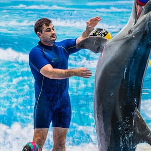 Enjoy Painting Dolphins, Juggling Seals, & Exotic Birds In Action Sharjah & N. Emirates Shafqa.com Online Shopping, Best Prices in Dubai UAE
