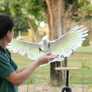 Exotic Bird Show – Dubai Dolphinarium – Dubai Dolphinarium Shafqa.com Online Shopping, Best Prices in Dubai UAE