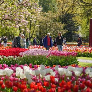 Keukenhof Gardens with transport – Recently Added Experiences Shafqa.com Online Shopping, Best Prices in Dubai UAE