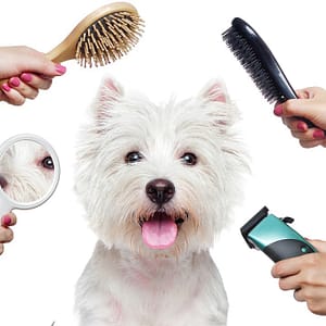 Treat Your Furry Friend To A Spa Day At Six Pawz Pet Grooming! Dubai Shafqa.com Online Shopping, Best Prices in Dubai UAE