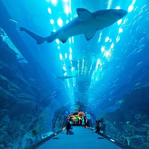 Dubai Aquarium & Underwater Zoo – Gold – Experiences Shafqa.com Online Shopping, Best Prices in Dubai UAE