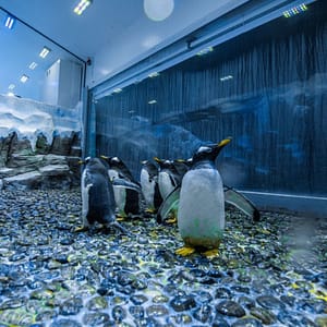 Dubai Aquarium & Underwater Zoo – Penguin Encounter – Experiences Shafqa.com Online Shopping, Best Prices in Dubai UAE
