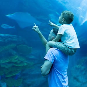Dubai Aquarium & Underwater Zoo – Ray Encounter – Experiences Shafqa.com Online Shopping, Best Prices in Dubai UAE