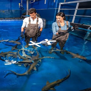 Dubai Aquarium & Underwater Zoo – Shark Trainer Encounter – Experiences Shafqa.com Online Shopping, Best Prices in Dubai UAE