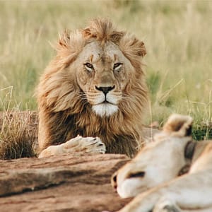 Dubai Safari Park – Experiences Shafqa.com Online Shopping, Best Prices in Dubai UAE