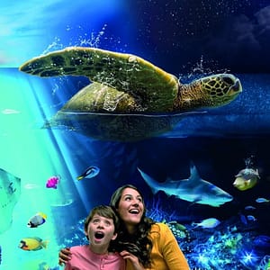 SEA LIFE Brighton – Recently Added Experiences Shafqa.com Online Shopping, Best Prices in Dubai UAE