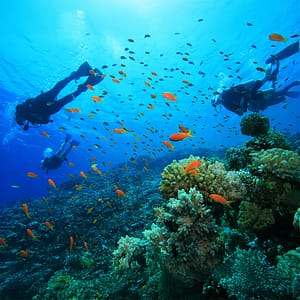 Scuba Diving at Sealine – Qool Qatar – Must-see attractions Shafqa.com Online Shopping, Best Prices in Dubai UAE