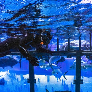 Shark Dive in Dubai Aquarium (Certified Divers Only) – Recently Added Experiences Shafqa.com Online Shopping, Best Prices in Dubai UAE
