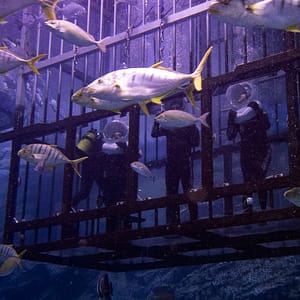 Shark Walker in Dubai Aquarium – Recently Added Experiences Shafqa.com Online Shopping, Best Prices in Dubai UAE