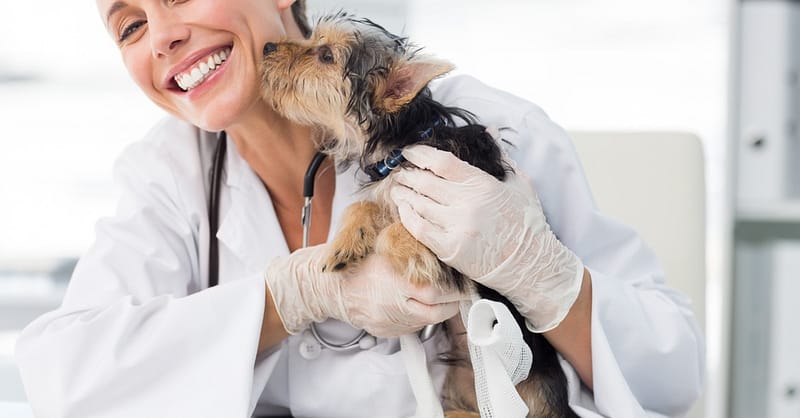 Annual Or First Vaccination Or Feline Neutering For Cats Dubai Shafqa.com Online Shopping, Best Prices in Dubai UAE 2