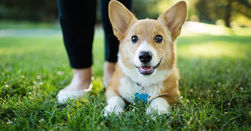 Annual Vaccination With Deworming And Grooming For Your Furry Friends Dubai Shafqa.com Online Shopping, Best Prices in Dubai UAE 2