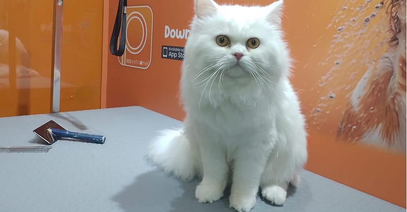 Basic Or Full Grooming At Pet Corner Dubai Shafqa.com Online Shopping, Best Prices in Dubai UAE 2
