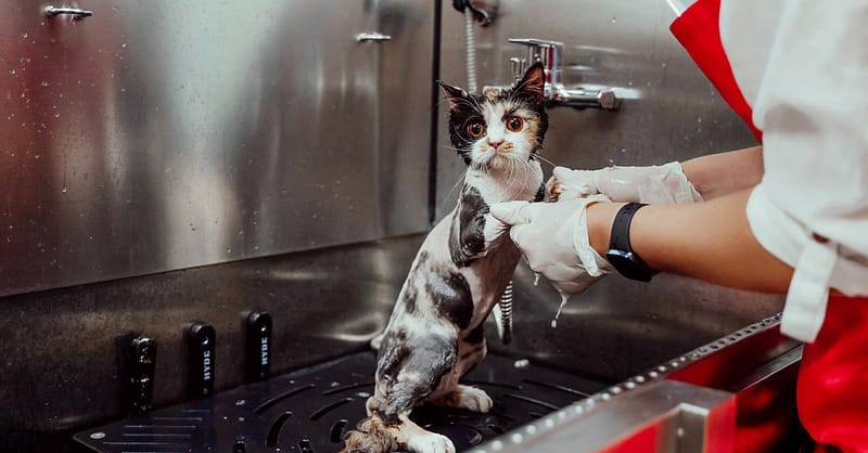 Basic Or Full Grooming For Cats Or Dogs At Pets Habitat Dubai Shafqa.com Online Shopping, Best Prices in Dubai UAE 2