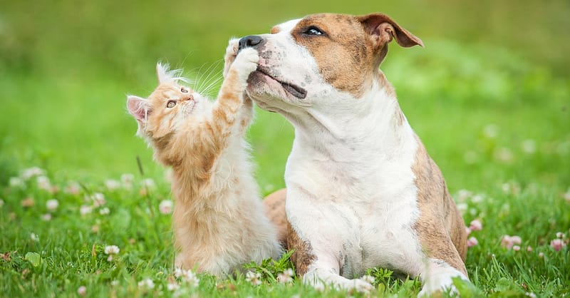 Basic Or Full Grooming For Cats Or Dogs Of Various Sizes Dubai Shafqa.com Online Shopping, Best Prices in Dubai UAE 2