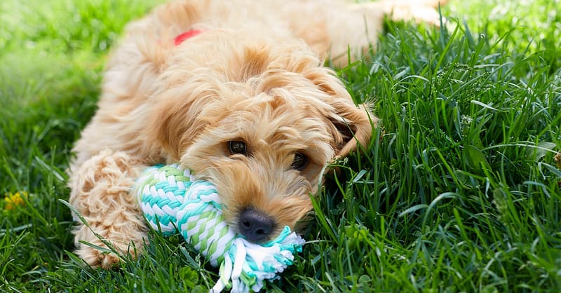 Basic Pet Grooming Abu Dhabi Shafqa.com Online Shopping, Best Prices in Dubai UAE 2