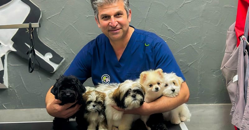 Cat And Dog Check Up And Vaccinations Dubai Shafqa.com Online Shopping, Best Prices in Dubai UAE 4