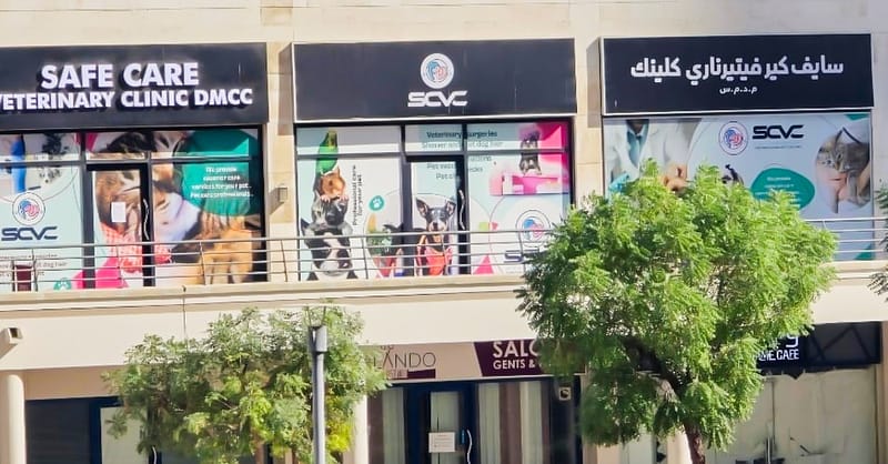 Cat And Dog Check Up And Vaccinations Dubai Shafqa.com Online Shopping, Best Prices in Dubai UAE 5