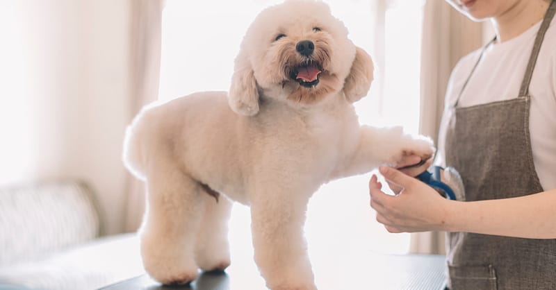 Cat Or Dog Full Grooming Dubai Shafqa.com Online Shopping, Best Prices in Dubai UAE 2