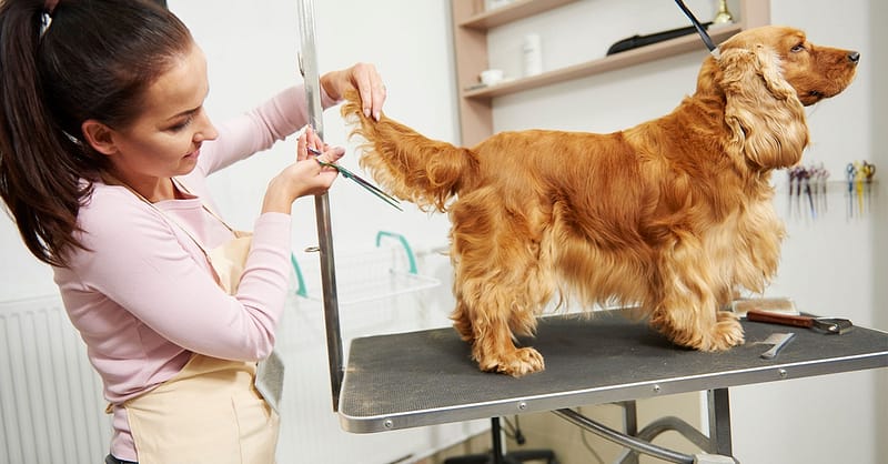 Cat Or Dog Grooming Abu Dhabi Shafqa.com Online Shopping, Best Prices in Dubai UAE 2