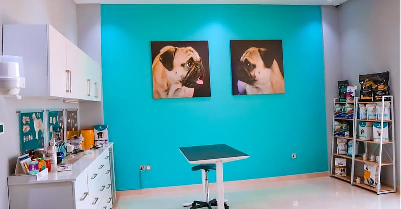 Cat/Dog Annual Vaccination, Full Check-Up W/ Optional Nail Trim & More Dubai Shafqa.com Online Shopping, Best Prices in Dubai UAE 15