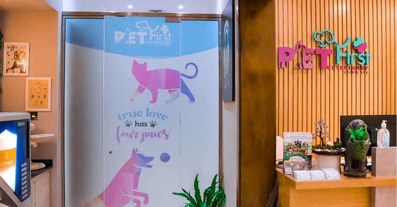 Cat/Dog Annual Vaccination, Full Check-Up W/ Optional Nail Trim & More Dubai Shafqa.com Online Shopping, Best Prices in Dubai UAE 3