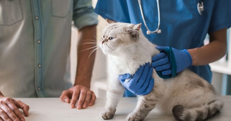 Cat/Dog Annual Vaccination, Full Check-Up W/ Optional Nail Trim & More Dubai Shafqa.com Online Shopping, Best Prices in Dubai UAE 2