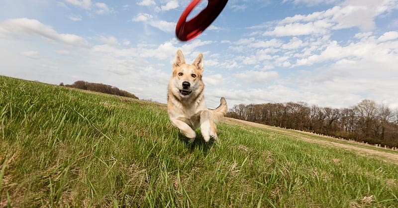 Dental Care For Cats Or Dogs Abu Dhabi Shafqa.com Online Shopping, Best Prices in Dubai UAE 2