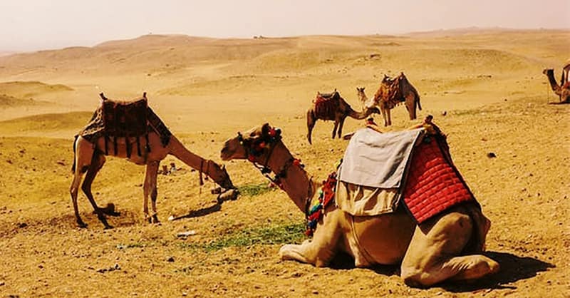 Desert Safari At Arabian Dreamland Tourism Llc Dubai Shafqa.com Online Shopping, Best Prices in Dubai UAE 12