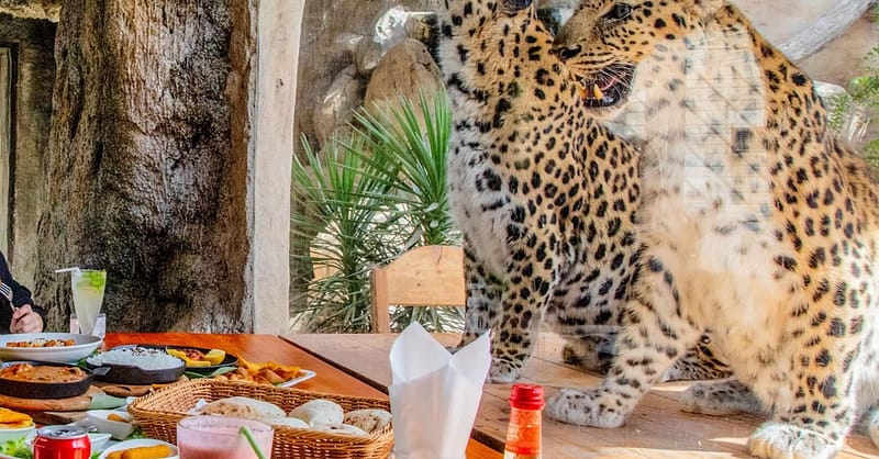 Dive Into Fun: Zoo Entrance With Activity And Aed 50/100/200 Voucher Abu Dhabi Shafqa.com Online Shopping, Best Prices in Dubai UAE 6