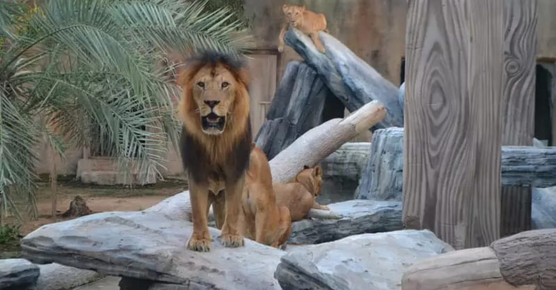 Dive Into Fun: Zoo Entrance With Activity And Aed 50/100/200 Voucher Abu Dhabi Shafqa.com Online Shopping, Best Prices in Dubai UAE 2