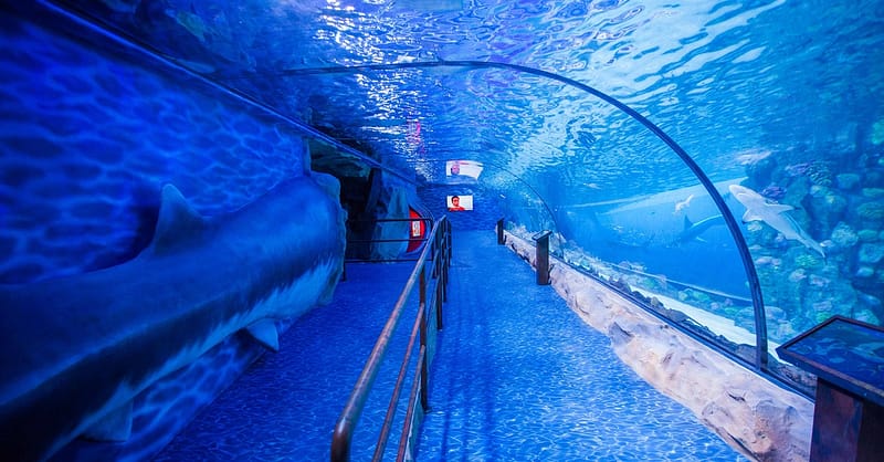 Dive Into The Ultimate Experience Adventure Packages! National Deal Shafqa.com Online Shopping, Best Prices in Dubai UAE 3