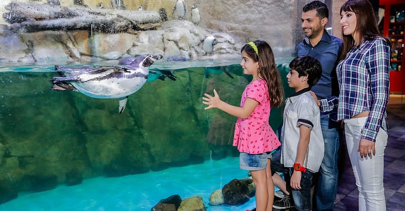 Dive Into The Ultimate Experience Adventure Packages! National Deal Shafqa.com Online Shopping, Best Prices in Dubai UAE 6