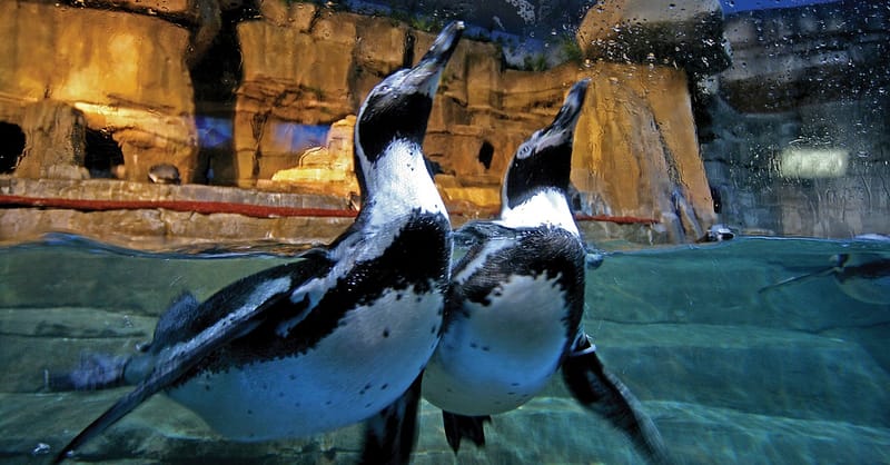 Dive Into The Ultimate Experience Adventure Packages! National Deal Shafqa.com Online Shopping, Best Prices in Dubai UAE 7