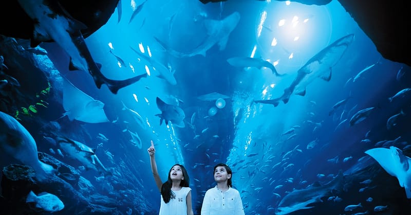 Dive Into The Ultimate Experience Adventure Packages! National Deal Shafqa.com Online Shopping, Best Prices in Dubai UAE 2