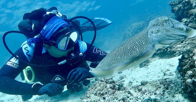 Diving Dubai Shafqa.com Online Shopping, Best Prices in Dubai UAE 8