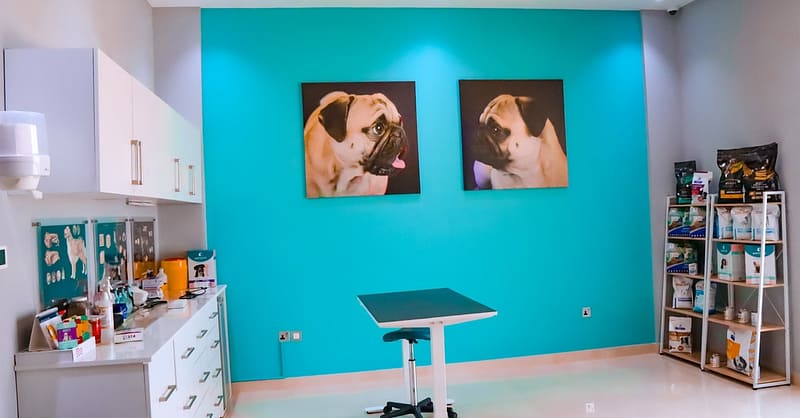 Dog / Cat Grooming From Best Veterinary Clinic In The Uae Award Winner Dubai Shafqa.com Online Shopping, Best Prices in Dubai UAE 12