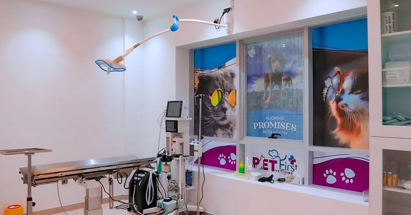 Dog / Cat Grooming From Best Veterinary Clinic In The Uae Award Winner Dubai Shafqa.com Online Shopping, Best Prices in Dubai UAE 2