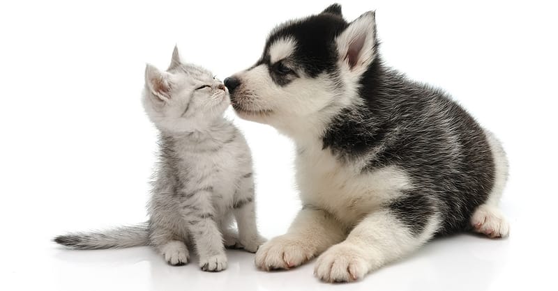 Dog/Cat Medical Check Up At Al Raha Veterinary Clinic Abu Dhabi Shafqa.com Online Shopping, Best Prices in Dubai UAE 2