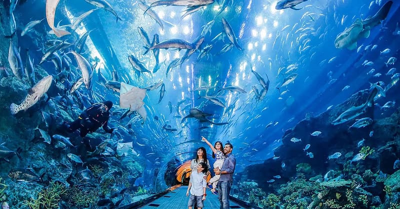 Dubai Frame, The Lost Chambers Aquarium, Wild Wadi Waterpark, & More! Dubai Shafqa.com Online Shopping, Best Prices in Dubai UAE 5