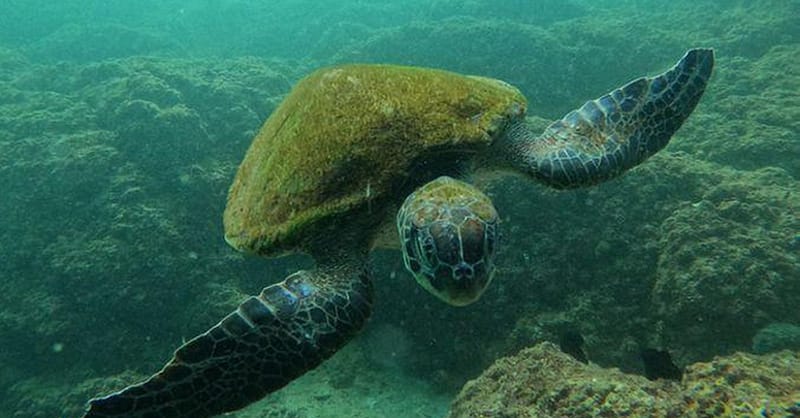Embark On Adventure: Try Dive, Snorkeling Trip And Boat Trip Dubai Shafqa.com Online Shopping, Best Prices in Dubai UAE 12