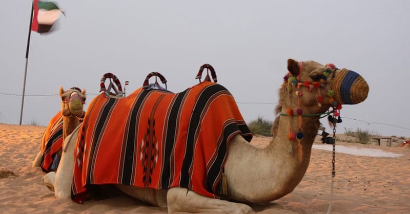 Enjoy A Vip Desert Safari Including Dune Bashing And Camel Ride! Sharjah & N. Emirates Shafqa.com Online Shopping, Best Prices in Dubai UAE 5