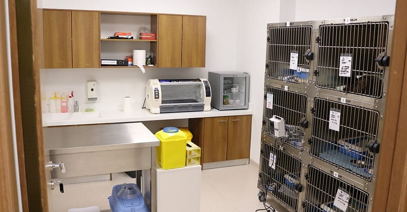 Ensure Your Pets Health With Annual Vaccination For Cat Or Dog! Dubai Shafqa.com Online Shopping, Best Prices in Dubai UAE 3
